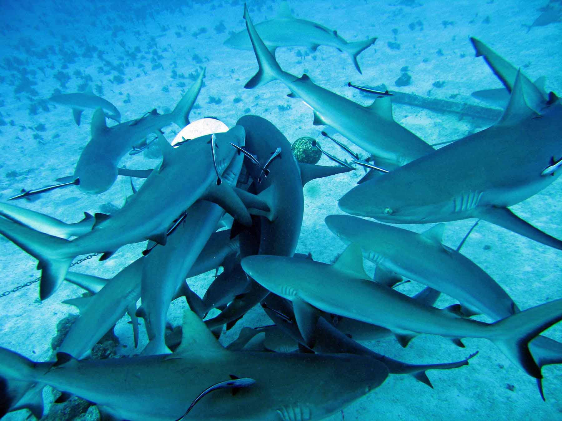 shark-feeding.jpg